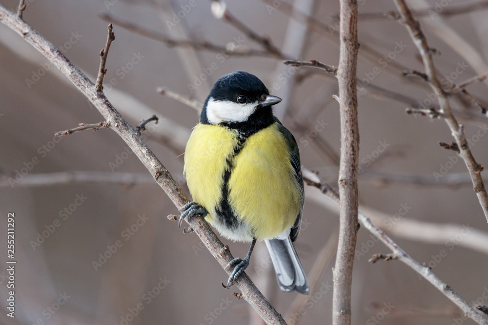 Fototapeta premium Great tit (parus major) sitting on branch of bush. Cute common colorful park songbird. Bird in wildlife.