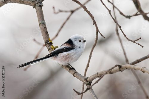 Long-tailed tit (aegithalos caudatus) sitting on branch of bush. Cute white funny songbird. Bird in wildlife.