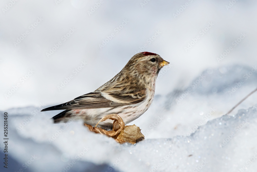 Common redpoll male eating sunflower seeds on snow. Cute little white brown finch with pink breast. Bird in wildlife. Common redpoll male eating sunflower seeds on snow. Cute little white brown finch with pink breast. Bird in wildlife.