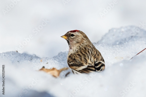 Common redpoll male eating sunflower seeds on snow. Cute little white brown finch with pink breast. Bird in wildlife.