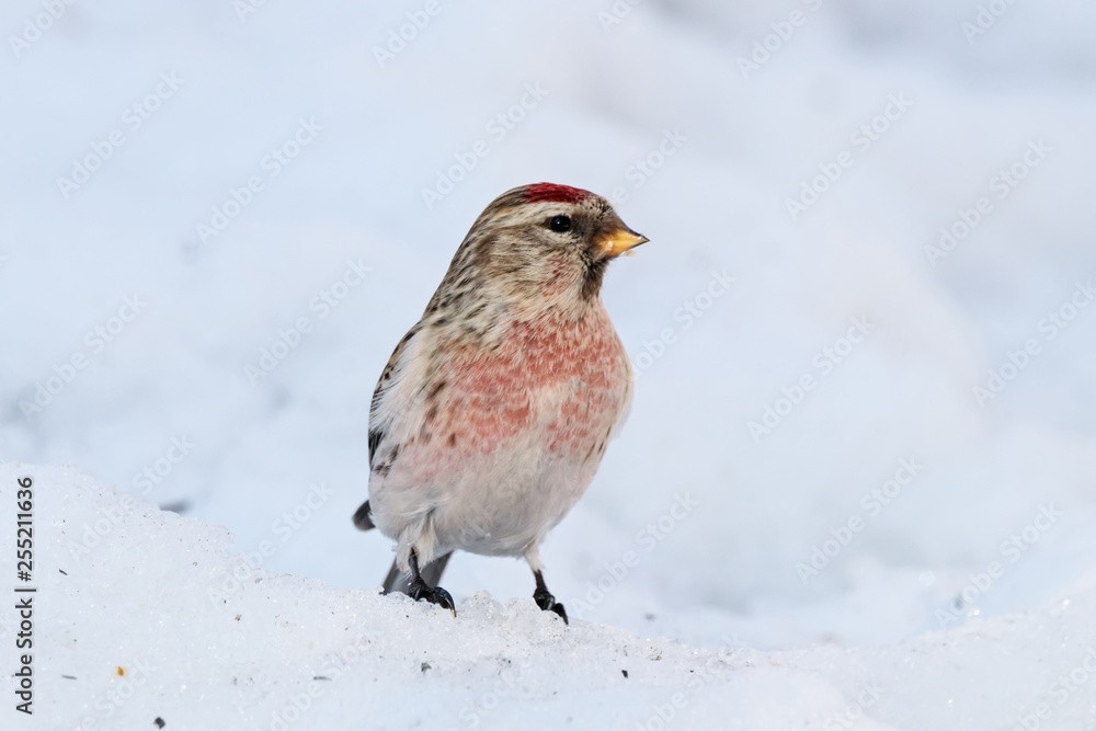 Common redpoll male eating sunflower seeds on snow. Cute little white brown finch with pink breast. Bird in wildlife. Common redpoll male eating sunflower seeds on snow. Cute little white brown finch with pink breast. Bird in wildlife.