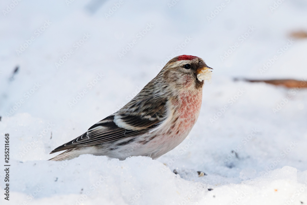 Common redpoll male eating sunflower seeds on snow. Cute little white brown finch with pink breast. Bird in wildlife. Common redpoll male eating sunflower seeds on snow. Cute little white brown finch with pink breast. Bird in wildlife.