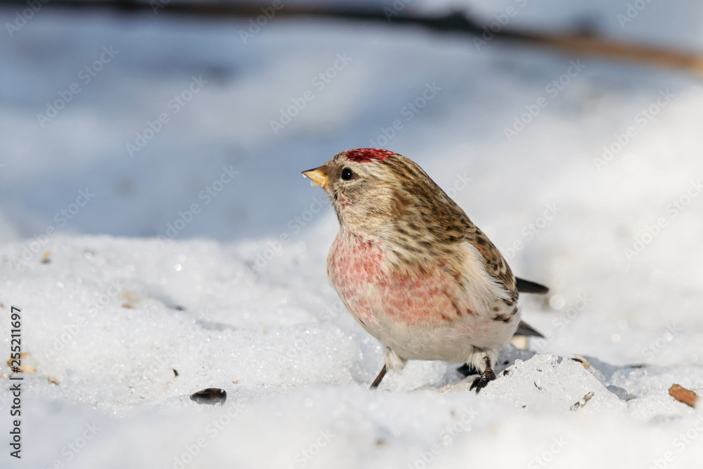 Common redpoll male eating sunflower seeds on snow. Cute little white brown finch with pink breast. Bird in wildlife. Common redpoll male eating sunflower seeds on snow. Cute little white brown finch with pink breast. Bird in wildlife.