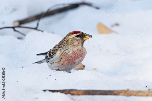 Common redpoll male eating sunflower seeds on snow. Cute little white brown finch with pink breast. Bird in wildlife.