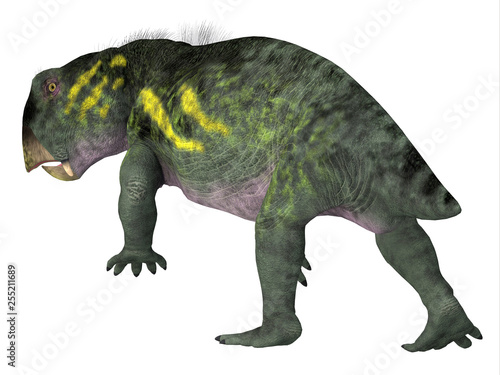 Lystrosaurus Dinosaur Tail - Lystrosaurus was a dicynodont therapsid herbivore dinosaur that lived in several countries during the Triassic and Permian Periods. © Catmando