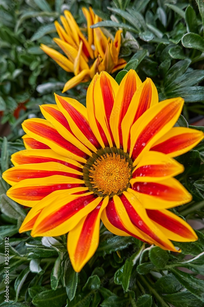 garzania flower in bloom in the garden in spring garzania flower in bloom in the garden in spring