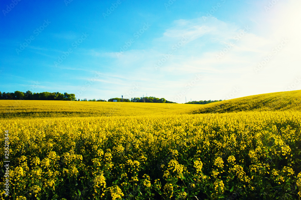 Obraz premium field of yellow rapeseed against the blue sky