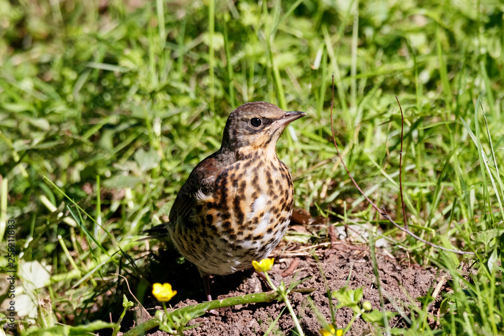 Fieldfare sitting on ground. Cute common brown spotted thrush. Bird in wildlife. Fieldfare sitting on ground. Cute common brown spotted thrush. Bird in wildlife.