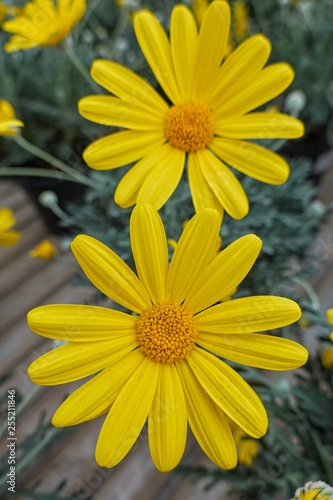 yellow daisy in bloom in spring