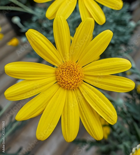 yellow daisy in bloom in spring