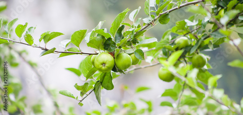 Apple Tree - young fruits on the branch.