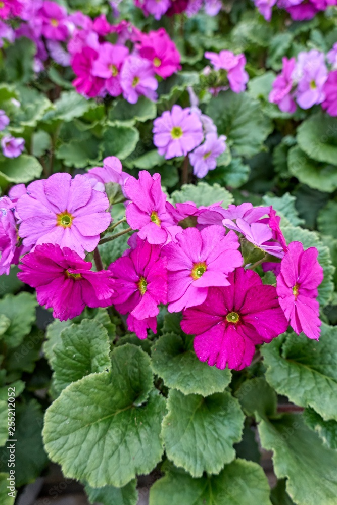 colorful primroses in spring season colorful primroses in spring season