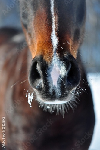 The nose of the horse