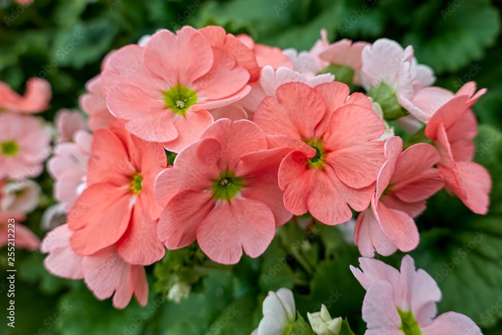 colorful primroses in spring season colorful primroses in spring season