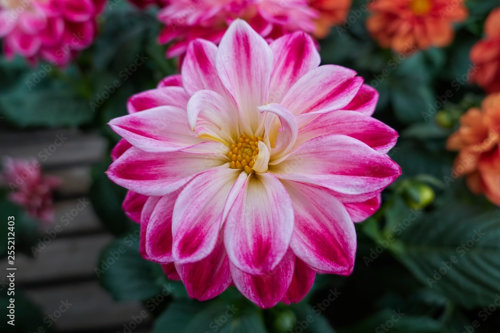 pink dahlia in the garden pink dahlia in the garden