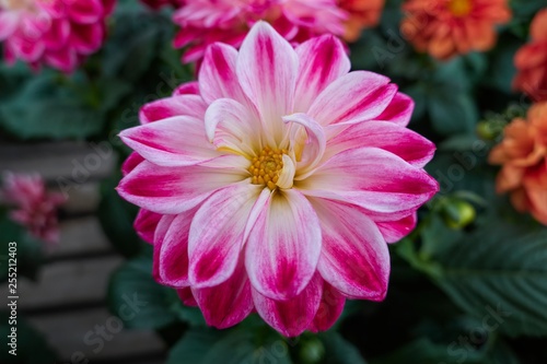 pink dahlia in the garden