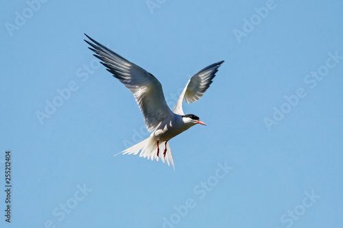 Common tern flying under blue sky looking for fish. Cute agile fast waterbird. Bird in wildlife.