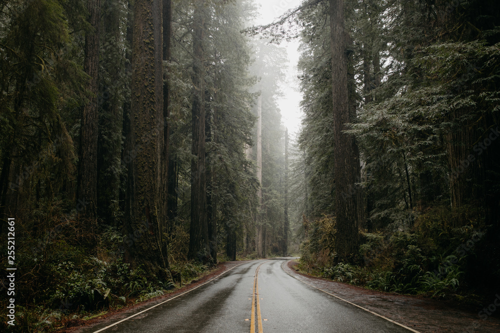road through redwood forest in rain road through redwood forest in rain