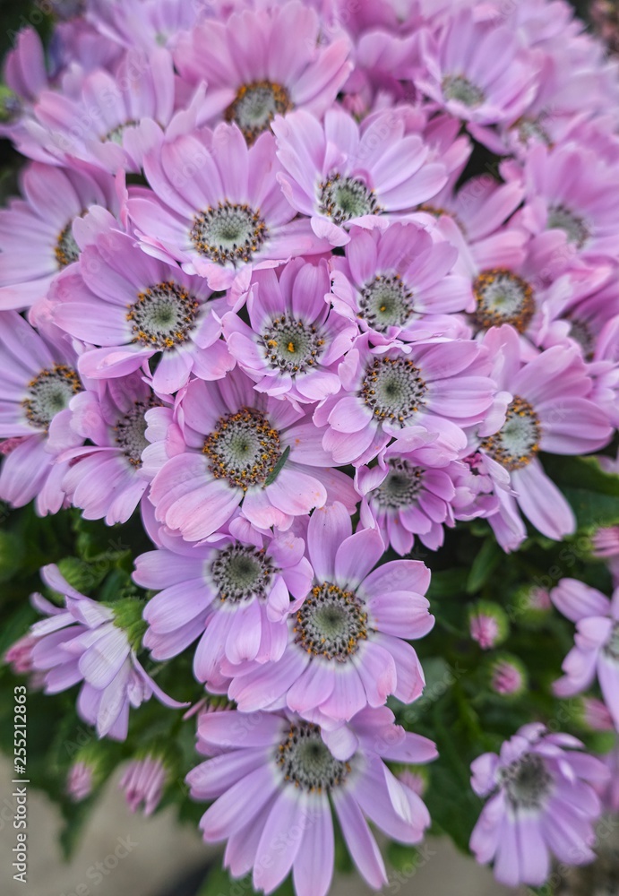 pink daisy in bloom in spring pink daisy in bloom in spring