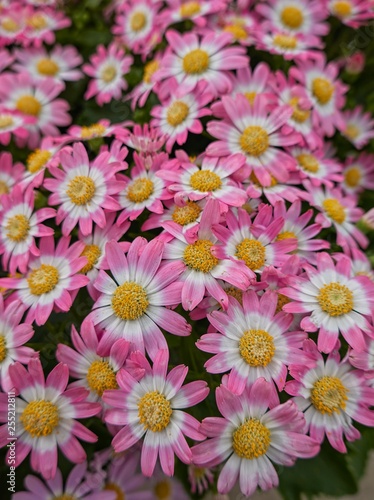 pink daisy in bloom in spring © spetenfia