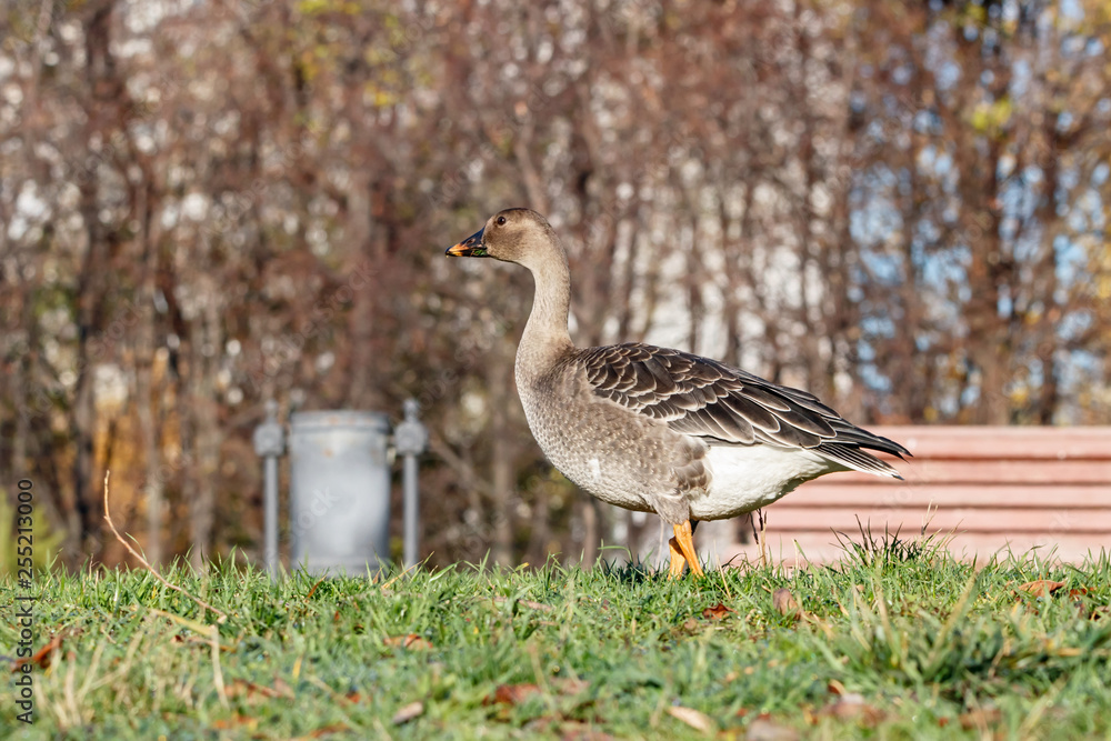 Taiga bean goose walking on grass to city. Cute common waterbird in anthropogenic landscape. Taiga bean goose walking on grass to city. Cute common waterbird in anthropogenic landscape.