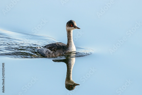 Black-necked grebe in autumn plumage swimming on water with reflections. Cute beautiful fluffy waterbird in wildlife. © Anton Mir-Mar