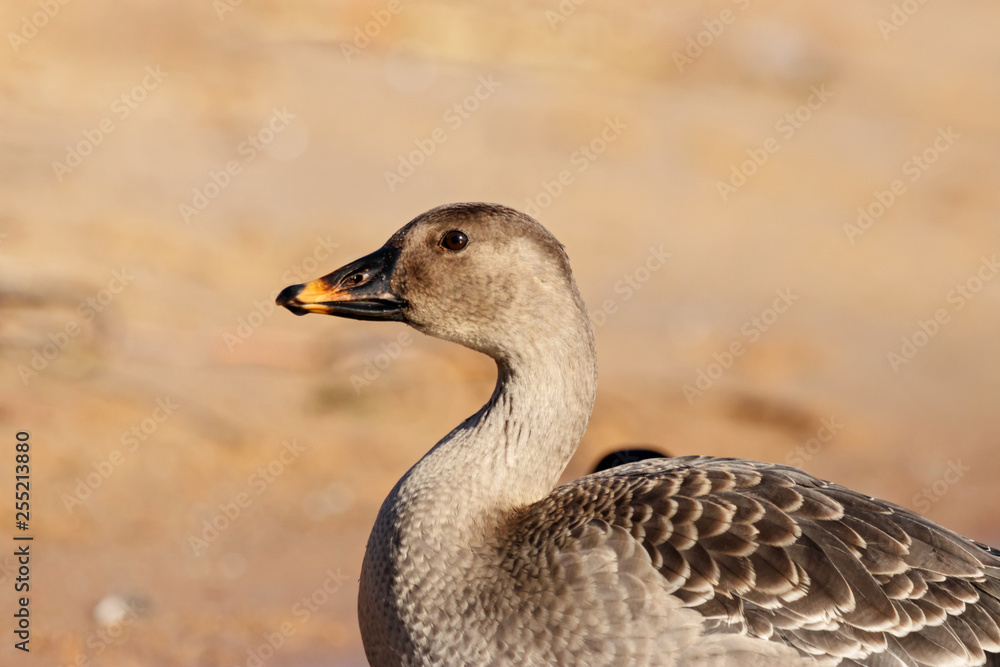 Taiga bean goose on shore portrait. Cute common waterbird. Taiga bean goose on shore portrait. Cute common waterbird.