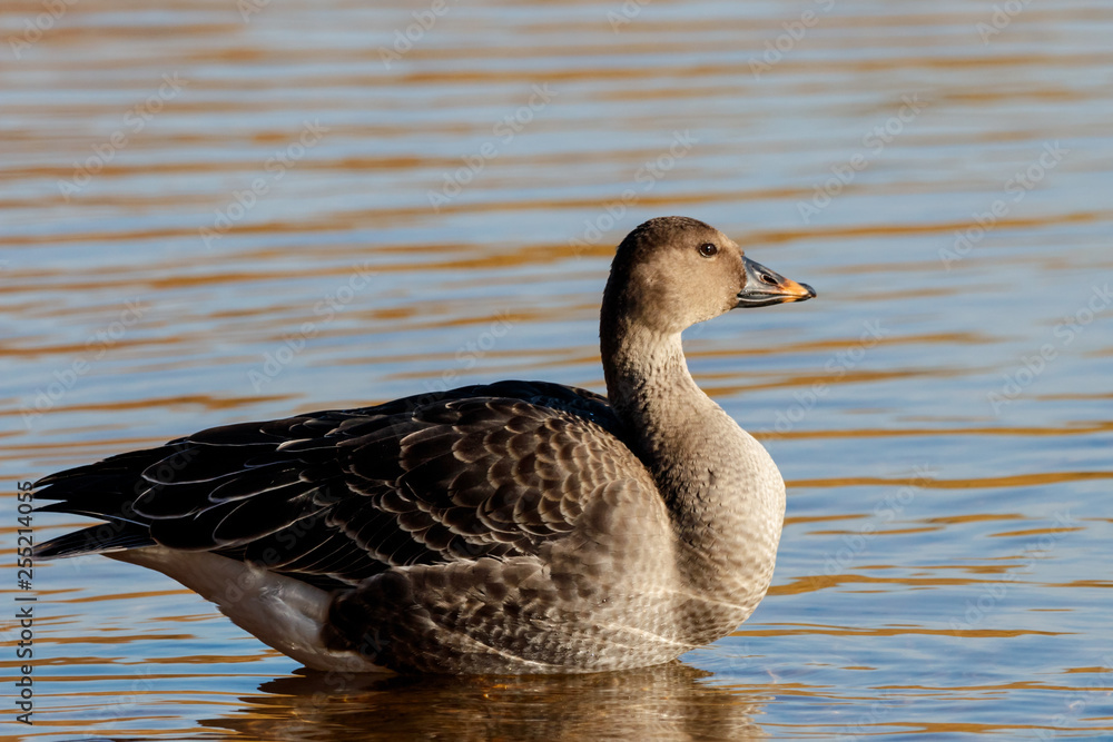 Taiga bean goose on water. Cute common waterbird. Taiga bean goose on water. Cute common waterbird.