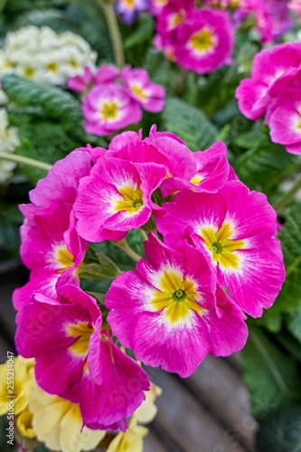 colorful primroses in spring season