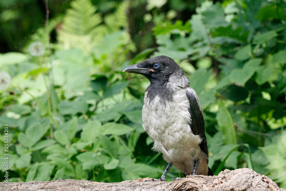 Hooded crow (corvus cornix) juvenile sitting on fallen tree. Cute funny baby bird in wildlife. Hooded crow (corvus cornix) juvenile sitting on fallen tree. Cute funny baby bird in wildlife.