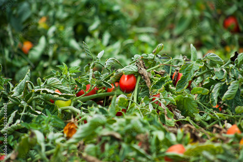 Plum Tomato Field