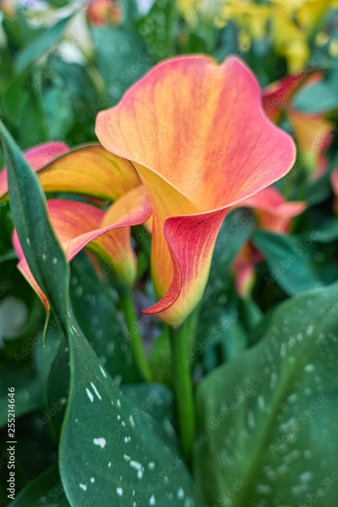 colored calla lily in the garden colored calla lily in the garden