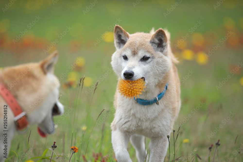 野原で遊ぶ柴犬