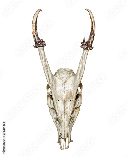 Barking deer skull isolated on white background