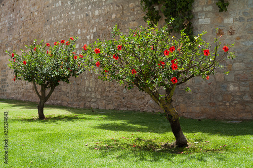 Red Blossom of Hibiscus Tree.