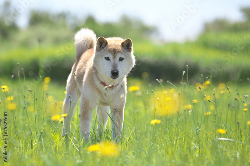 野原で遊ぶ柴犬