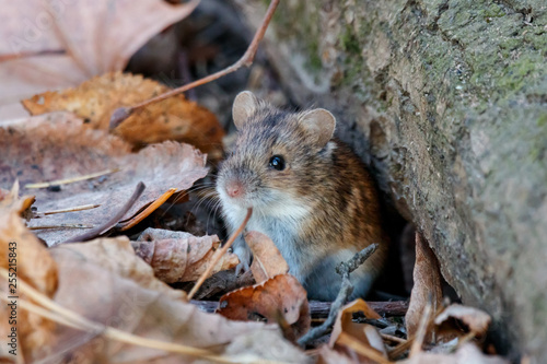 Striped field mouse sitting on ground in park in autumn. Cute little common rodent animal in wildlife.