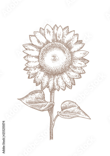 Whole sunflower