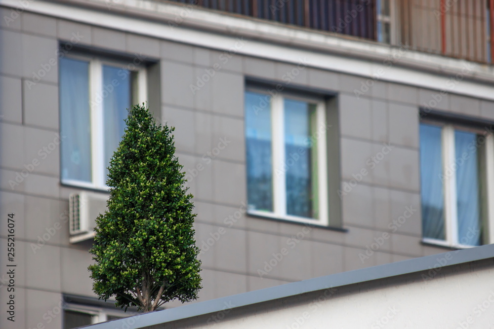 tree on the roof, landscaping, nature protection. evergreen. decoration of urban landscapes