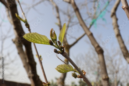 Tree Morus alba the White. Graduation fruits Morus alba Small In a tree. green leaves on a tree