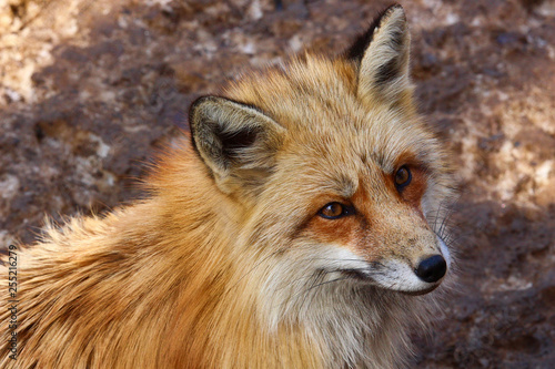 Closeup Portrait of a Red Fox © Nathaneal