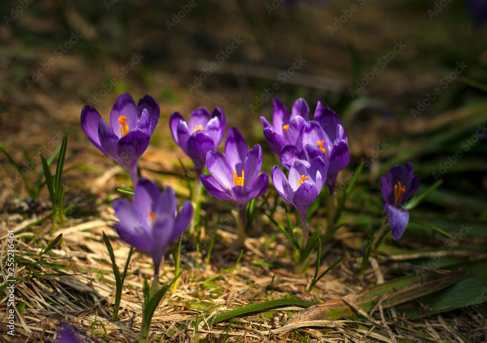 Spring background with beautiful purple crocuses in the mountain forest. Violet Iridaceae ( The Iris Family ) are blooming in early spring. Spring Flowers of Saffron. Spring background with beautiful purple crocuses in the mountain forest. Violet Iridaceae ( The Iris Family ) are blooming in early spring. Spring Flowers of Saffron.