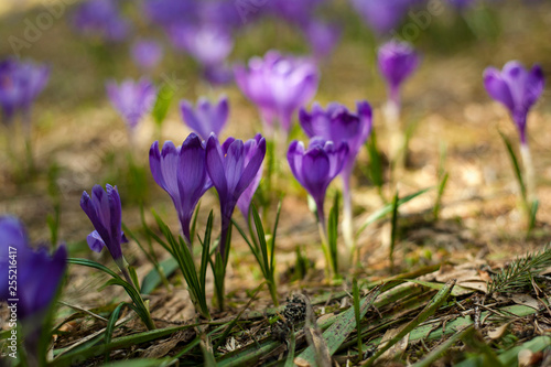 Spring background with beautiful purple crocuses in the mountain forest. Violet Iridaceae   The Iris Family   are blooming in early spring. Spring Flowers of Saffron.