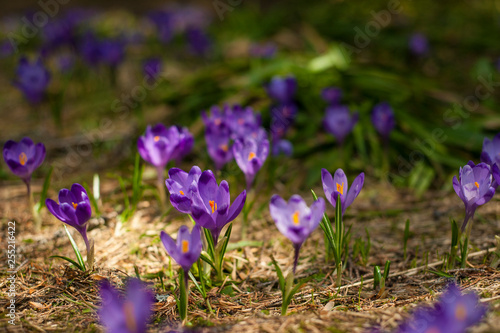 Spring background with beautiful purple crocuses in the mountain forest. Violet Iridaceae   The Iris Family   are blooming in early spring. Spring Flowers of Saffron.