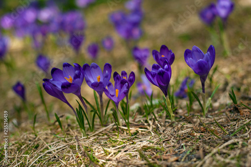 Spring background with beautiful purple crocuses in the mountain forest. Violet Iridaceae ( The Iris Family ) are blooming in early spring. Spring Flowers of Saffron.