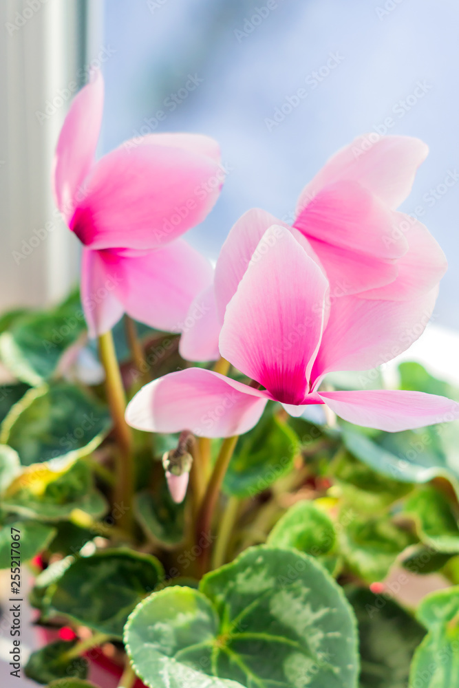 beautiful pink cyclamen in pot on window sill. domestic flower, selective focus