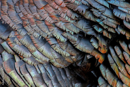 Closeup Texture of a Turkey's Feathers