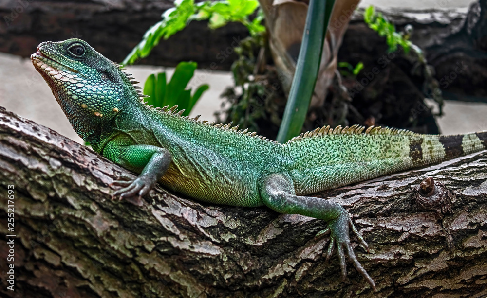 Fototapeta premium Chinese water dragon. Latin name - Physignathus cocincinus
