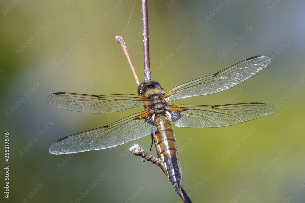 Four-spotted Chaser (Libellula quadrimaculata) perching on a branch Four-spotted Chaser (Libellula quadrimaculata) perching on a branch