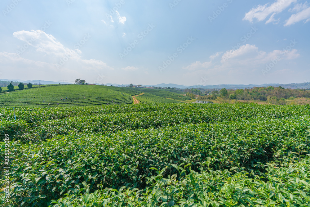 タイの茶畑